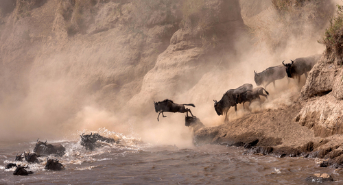 A Large Migration of Wildebeest
