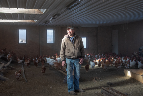 Mennonite Farmer with Chickens
