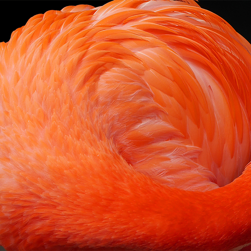 The beauty of a Flamingo