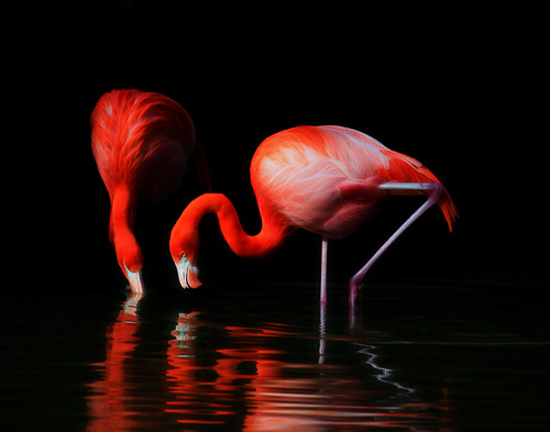 The Flamingo's Reflect