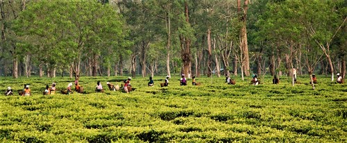 Tea pickers in Assam, India
