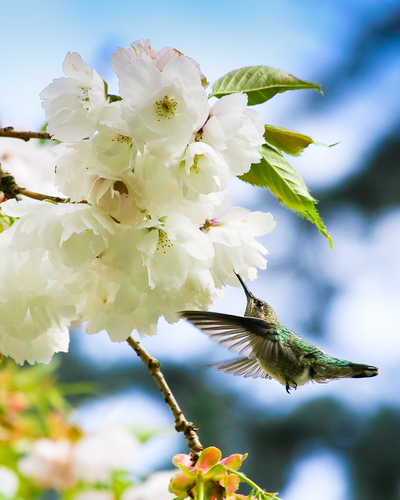 Hummingbird Blossoms