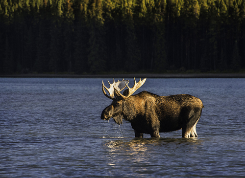 Moose, Maligne Lake 2658