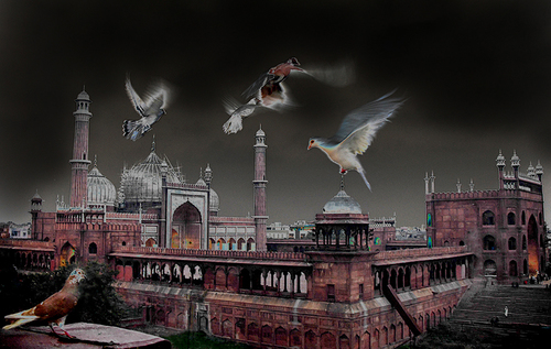 Homing Pigeons over Delhi