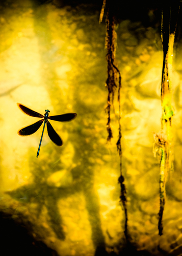 The Last Day of a Dragonfly
