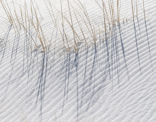 White Sand Grass