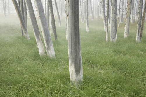Ghost Trees, Yellowstone