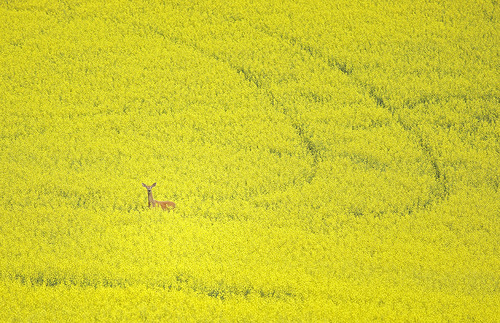 Deer in Canola