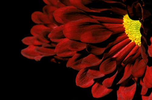 Red-Chrysanthemum