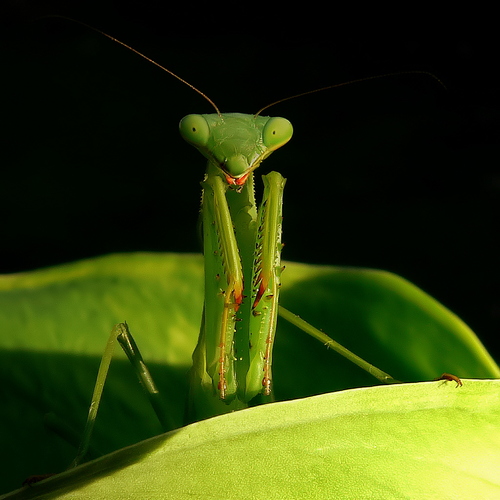 Mantis Smile