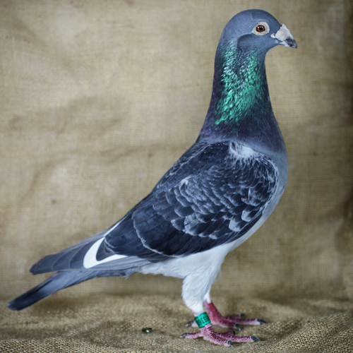 Pride To Be Pigeon