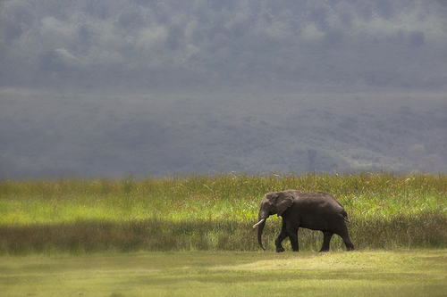 Lone African Elephant