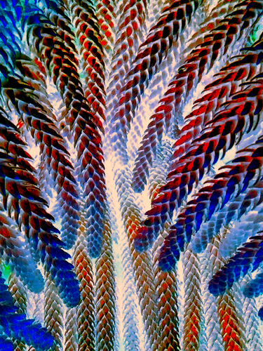 Pinus Technicolouris