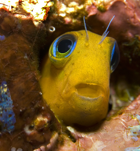 the curious case of benjamin blenny