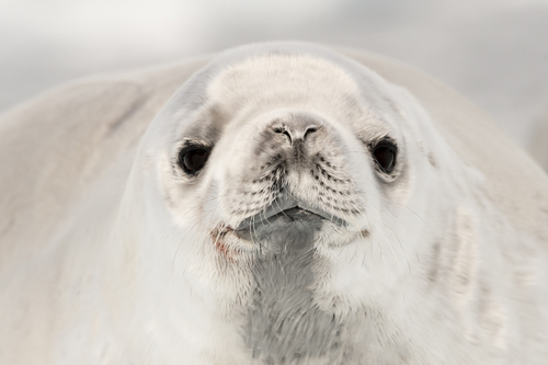 Paradise Crabeater Seal