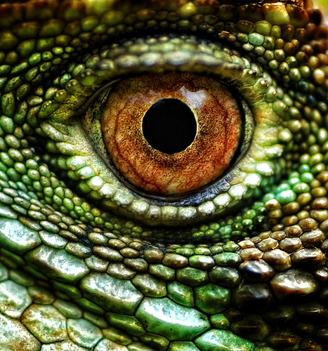 Lizards Eye