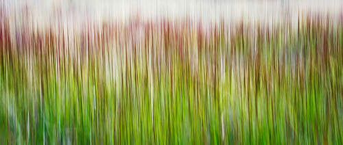 motion in grass