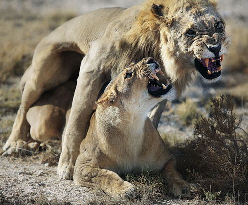 lion love, namibia