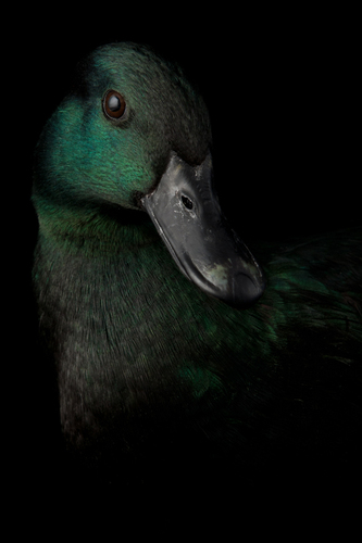 East Indian Duck