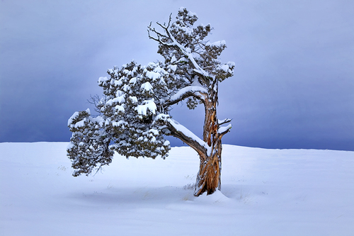 Lone Winter Tree