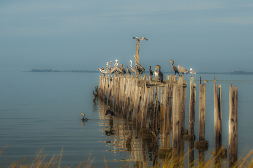 Pelicans at St. Mark's Lighthouse, Appalachee Bay, Florida