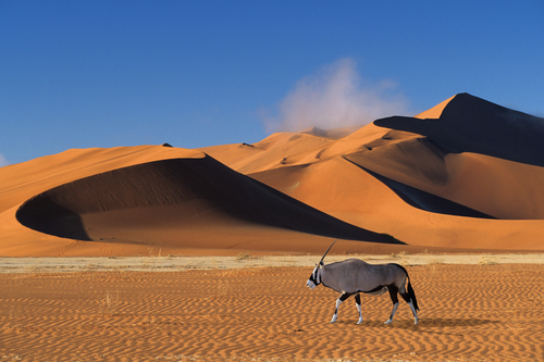 In the Namib Desert No2