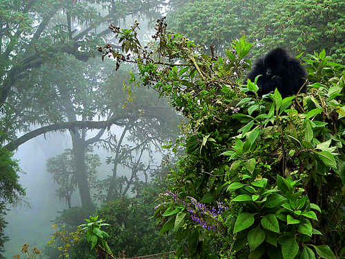 gorilla in the mist