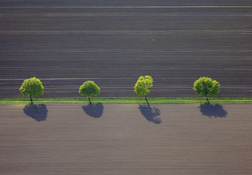 Four_Trees_in_Spring