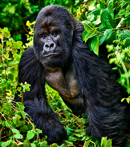 Mountain Gorilla of Rwanda