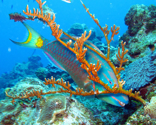 Cayman reef