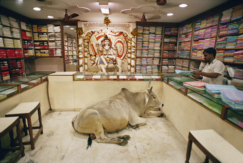 Cow in a Silk Shop, Varanasi, India
