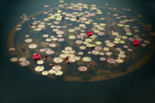 Circle of Water Lilies