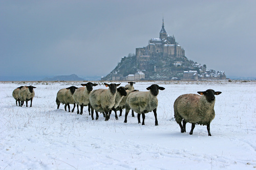 Moutons de Pr Sal dans la Neige