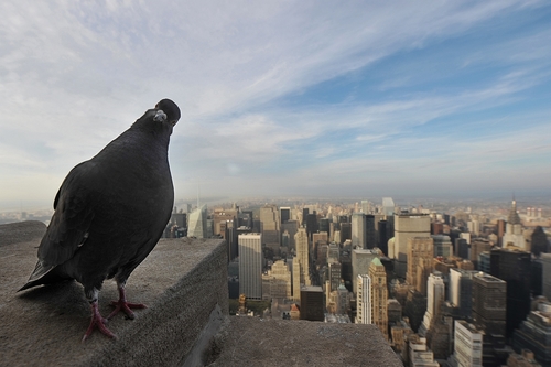 Pigeon on top of the Empire State Building