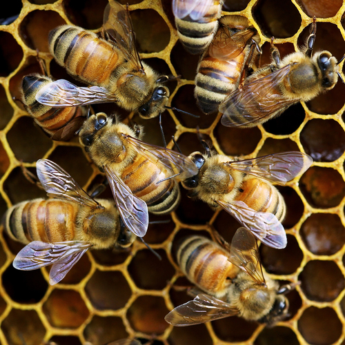 Honey Bees (1)