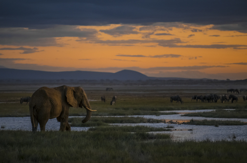 Elephants at sundown