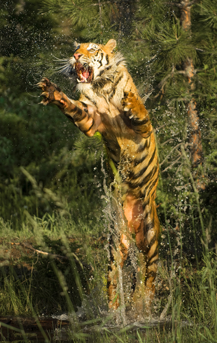 Tiger leaping out of the water