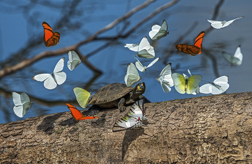 Turtlebutterflies
