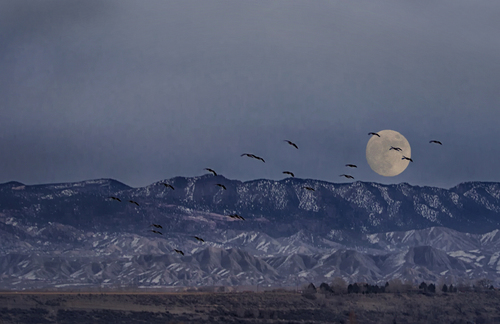 Geese in the Full Moon