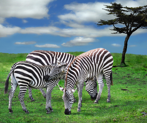 The Zebra Family