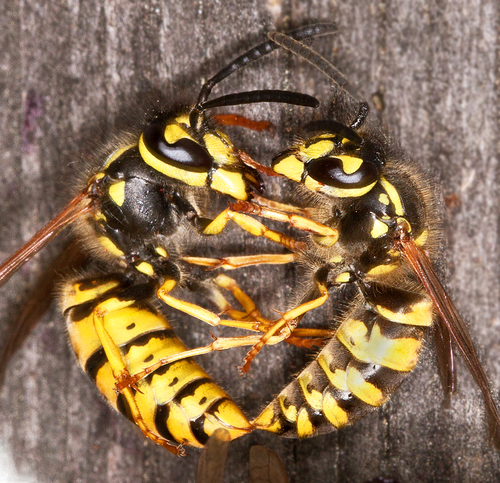 Fighting Wasps