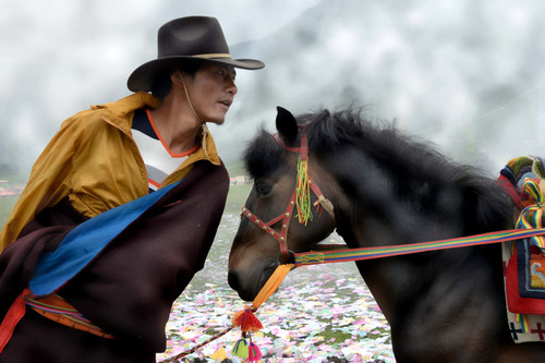 Tibetan horse