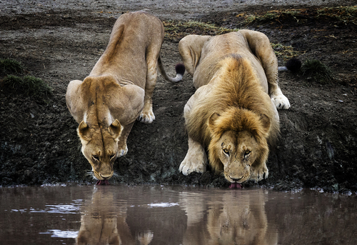 Matin Lions Drinking