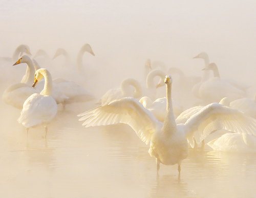Whooper Swans in Hot Spring on Frozen Lake