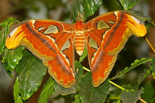 Atlas Moth with Eggs