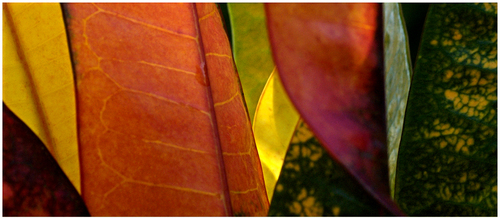 Leaf Palette