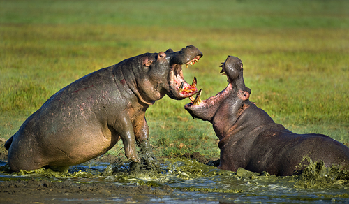 Hippo Mating Fight