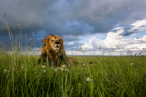 Male Lion in Evening Light