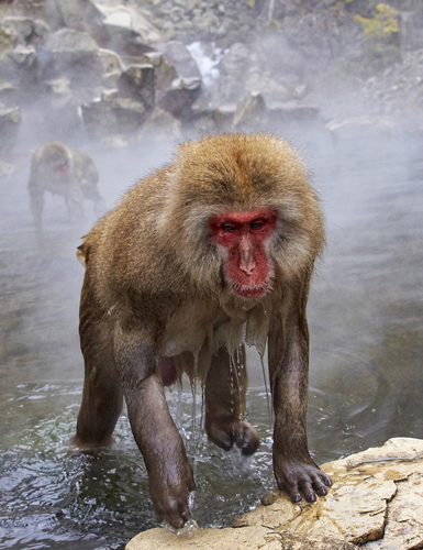 Japanese macaques 2
