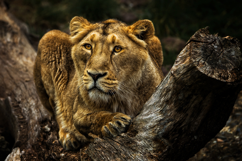 Lion queen